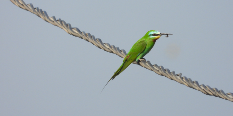 Milleyha'da yeşil arı kuşu avlanırken görüntülendi