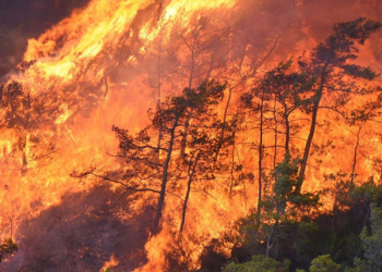 Muğla'da orman yangınlarının yüzde 59'u insan kaynaklı