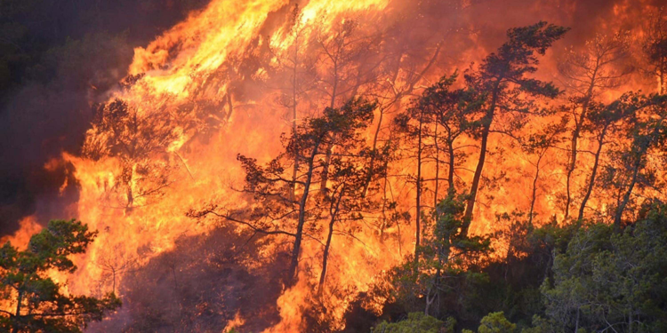 Muğla'da orman yangınlarının yüzde 59'u insan kaynaklı