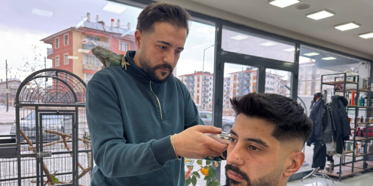 Müşterilerini, omzunda iguana ile tıraş ediyor
