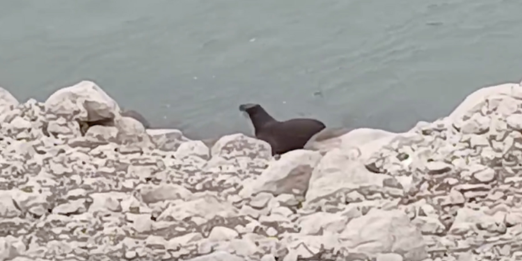 Nesli tükenme tehlikesi altında olan su samuru görüntülendi