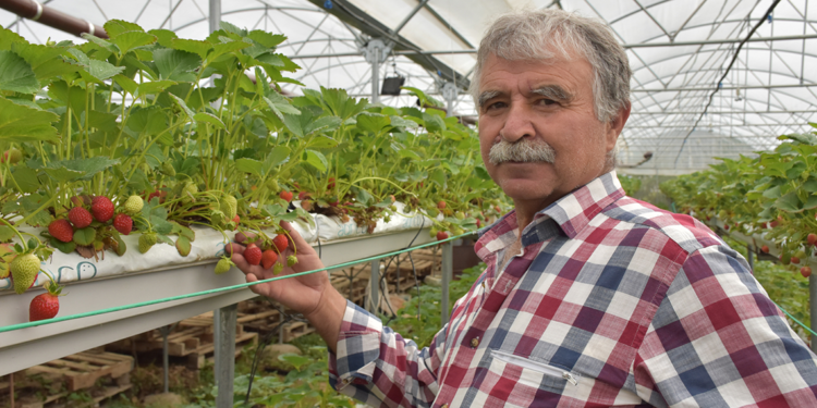 Niğde'de muhasebeciliği bıraktı, 1000 rakımda çilek üretiyor