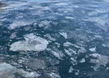 Çalılıkların popülasyonundaki azalma müsilajı artırıyor