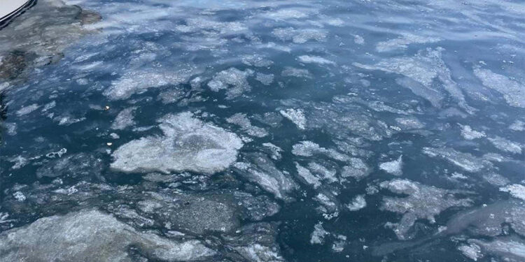 Çalılıkların popülasyonundaki azalma müsilajı artırıyor