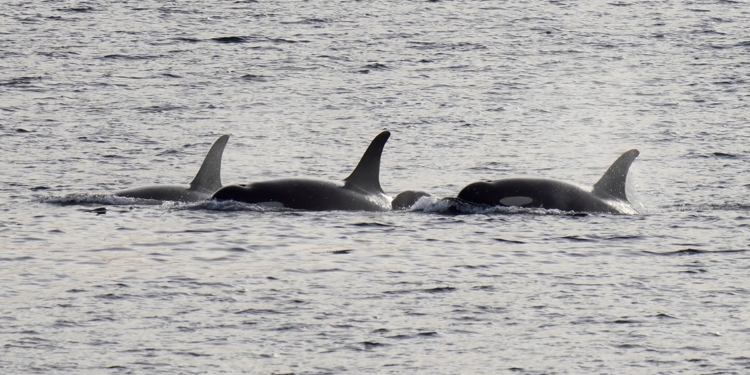 Ölen yavrusunu taşıyan balina, yine ölü yavrusuyla görüldü