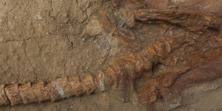 9 milyon yıllık köpek balığı fosilleri bulundu