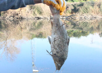 Ceyhan Nehri'nde kirlilik; Balıklar ölüyor