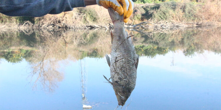 Ceyhan Nehri'nde kirlilik; Balıklar ölüyor