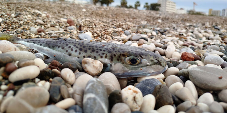 Sahillerde balon balığı tehlikesi