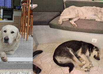 Sokak köpeklerinin yağmurlu havada girdiği kafe yaşam alanları oldu