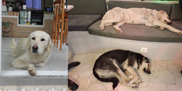 Sokak köpeklerinin yağmurlu havada girdiği kafe yaşam alanları oldu