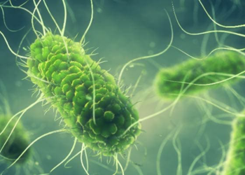 Salmonella, gıda zehirlenmesine en sık yol açan bakterilerden biridir