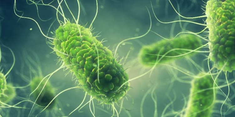 Salmonella, gıda zehirlenmesine en sık yol açan bakterilerden biridir