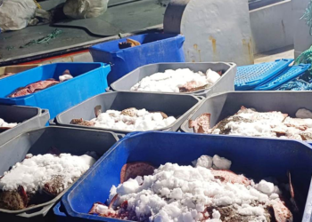 Samsun'da 3,6 ton kaçak kalkan balığı ele geçirildi