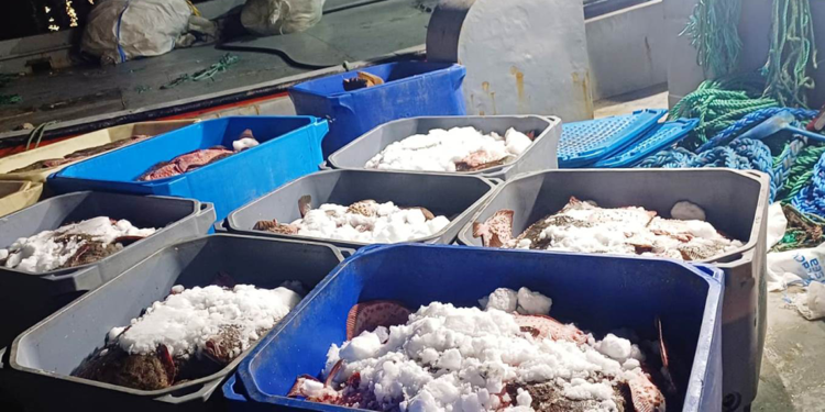 Samsun'da 3,6 ton kaçak kalkan balığı ele geçirildi