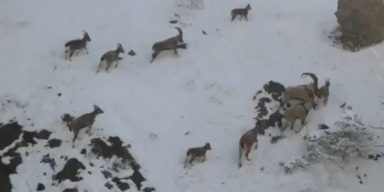 Sivas'ta yaban keçilerinin popülasyonu artıyor