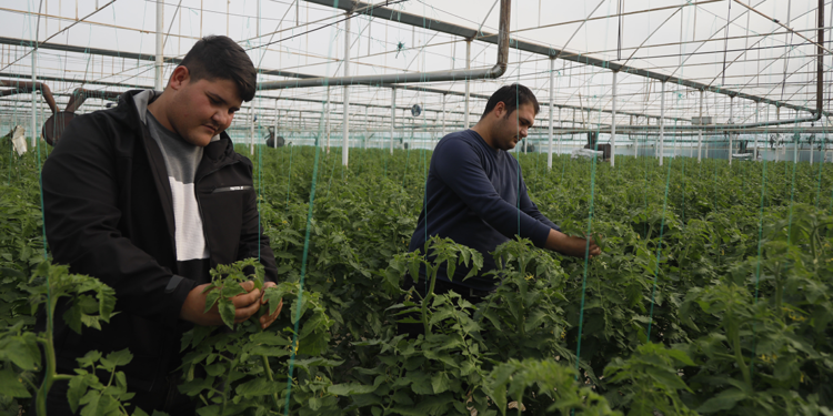 Suriyeli işçiler ülkelerine dönmekte kararlı, Antalyalı üretici düşünceli