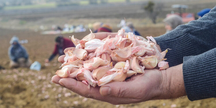 Taşköprü Sarımsağı'nın ekimi erken başladı