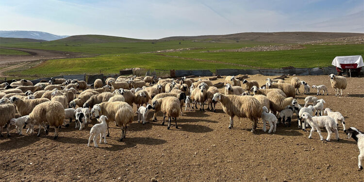 Tunceli'nin Pertek ilçesi karantinaya alındı