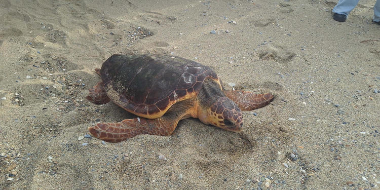 Takip cihazı takılan kaplumbağanın rotasını 18 bin kişi görüntüledi