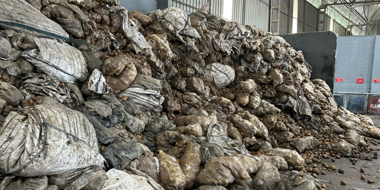 Tunus'tan iade edilen 2 bin 500 ton patates, Mersin'de imha ediliyor