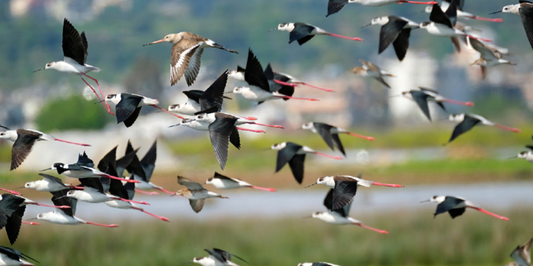 Türkiye'de 497 kuş türü yaşıyor