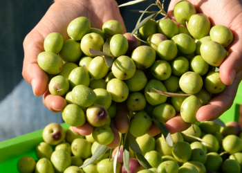 Türkiye'de zeytin ağacı sayısı 200 milyonun üzerine yükseldi