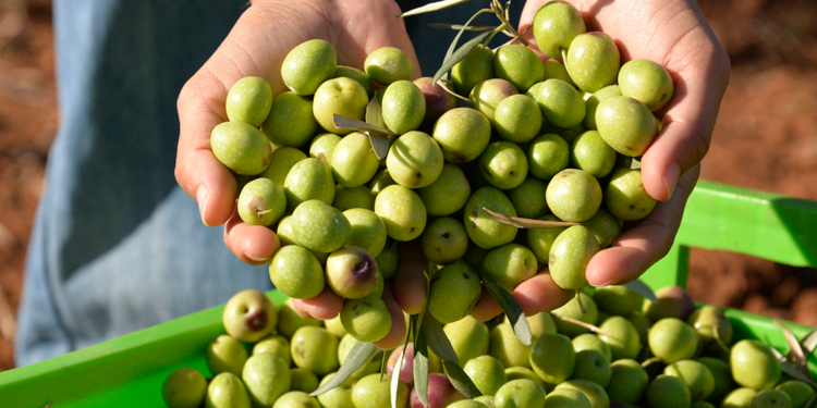 Türkiye'de zeytin ağacı sayısı 200 milyonun üzerine yükseldi