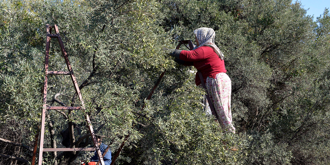 Türkiye'de zeytin ağacı sayısı 200 milyonun üzerine yükseldi