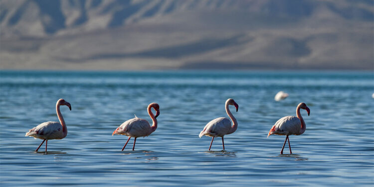 Van Gölü Havzası'ndan göç etmeyen kuşlara koruma