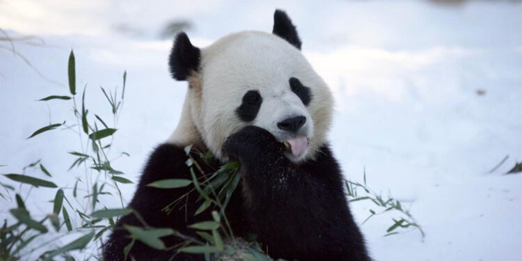 Washington'daki dev pandalar ziyaretçilere tanıtıldı