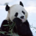 Washington'daki dev pandalar ziyaretçilere tanıtıldı
