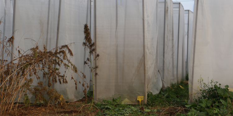 Yerli kenevirin genetik haritası genişliyor