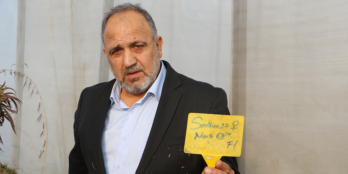 Yerli kenevirin genetik haritası genişliyor