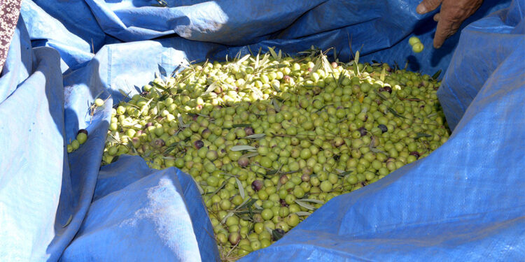Zeytinyağı verimi ve kalitesi düştü