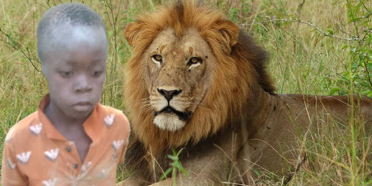 Aslanların yaşadığı parkta kaybolan çocuk bulundu