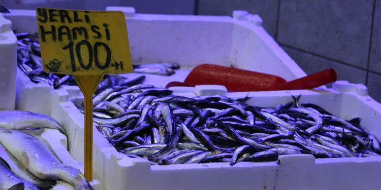 Hamsi 100 TL'den tezgahlarda yerini aldı