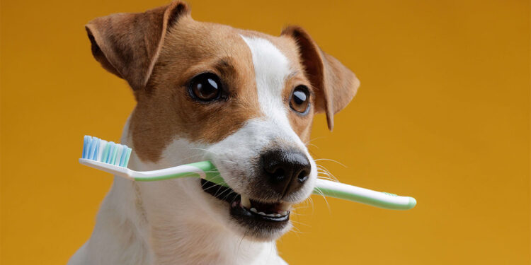 Diş röntgeni çekiminin önemi