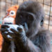 Yavru gorilin ismi belli oldu