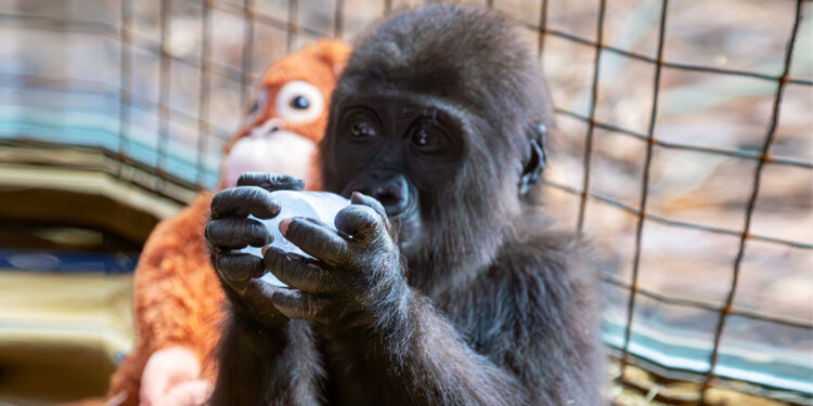 Yavru goril için 20 binin üzerinde isim önerildi