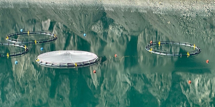 Çoruh'un gerdanlıkları'nda balık üretimi ile 3 milyar liralık gelir