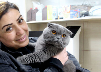 6 milyonda 1 görülen çift cinsiyetli kedi ameliyat edildi