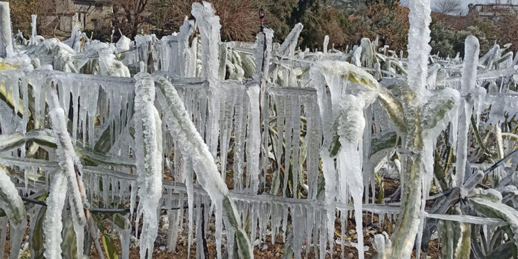 Ejder meyvesi ağaçları buz tuttu
