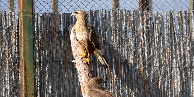 AKÜREM'de 650 yaban hayvanına müdahale edildi