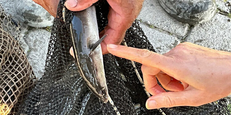 Yılan balıklarının neslinin korunması için çalışma başlatıldı