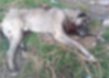 Ankara'da tüfekle öldürülmüş 4 köpek bulundu