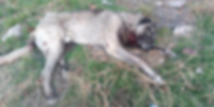 Ankara'da tüfekle öldürülmüş 4 köpek bulundu