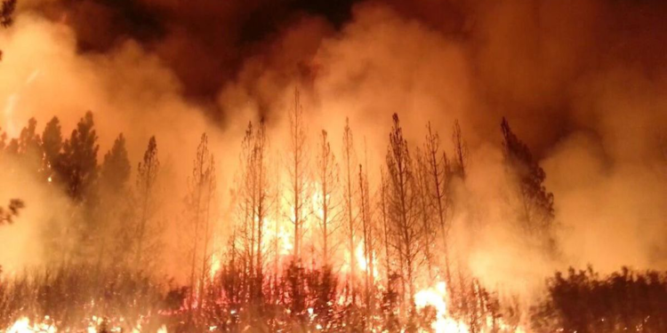 Arjantin'deki orman yangınlarından 20 bin hektarlık alan etkilendi