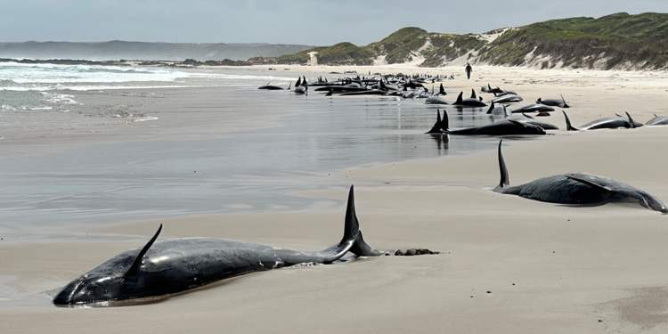 Avustralya'da 150'den fazla sahte katil balina kıyıya vurdu