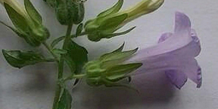 Aydın'da keşfedilen bitki türüne 'Kuşadası Çanı' adı verildi